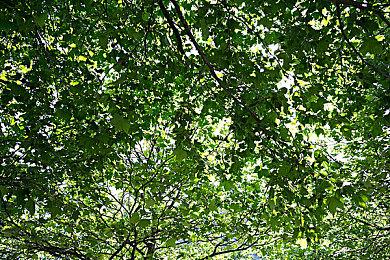 《重装机兵》衍生新作《重装机犬》开发经纬 明年4月发售