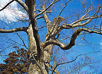 冒险从这里开始！《冰封之焰》今晚十点抢先体验版正式上线